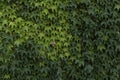 Beautiful Ivy Growing on the wall Royalty Free Stock Photo