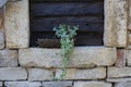 Beautiful ivy sprig growing in a basket on a stone wall Royalty Free Stock Photo