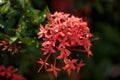 The beautiful ixora chinensis, commonly know as Chinese ixora Royalty Free Stock Photo