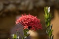 The beautiful ixora chinensis, commonly know as Chinese ixora Royalty Free Stock Photo