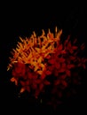 Beautiful Ixora flower bunga jarum with dark background.