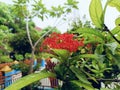 Beautiful Ixora or red soka flower with green leaves Royalty Free Stock Photo