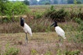 Jabiru Jabiru mycteria - Pantanal, Mato Grosso, Brazil