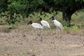 Jabiru Jabiru mycteria - Pantanal, Mato Grosso, Brazil