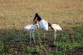 Jabiru Jabiru mycteria - Pantanal, Mato Grosso, Brazil