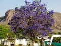 jacaranda-mimoso backyard in a beautiful place in a rural region.