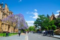 Beautiful Jacaranda purple flower blooming near the historic building at Sydney University in the spring season.