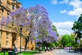 Beautiful Jacaranda purple flower blooming near the historic building at Sydney University in the spring season.