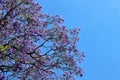 Beautiful jacaranda tree with blue-purple flowers