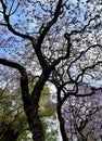 Beautiful jacaranda tree with thick, strong trunk and branches Royalty Free Stock Photo