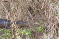 Beautiful Jacare Caiman yacare in the Brazilian wetland