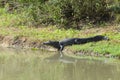 Beautiful Jacare Caiman yacare in the Brazilian wetland