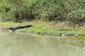 Beautiful Jacare Caiman yacare in the Brazilian wetland