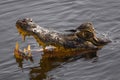 Beautiful Jacare Caiman yacare in the Brazilian wetland