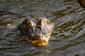 Beautiful Jacare Caiman yacare in the Brazilian wetland