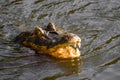 Beautiful Jacare Caiman yacare in the Brazilian wetland