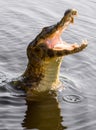 Beautiful Jacare Caiman yacare in the Brazilian wetland