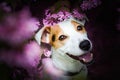 Beautiful jack russel terrier male dog sitting between leaves.