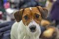 Beautiful jack russell terrier dog. Jack russel terrier puppy. Jack russell terrier doggy. Happy playful White dog terrier. Royalty Free Stock Photo