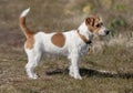 Beautiful jack russell terrier dog standing in the grass