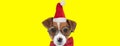 Beautiful jack russell terrier dog wearing a christmas hat