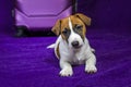 beautiful Jack Russell terrier puppy lies on a purple background near a travel suitcase Royalty Free Stock Photo