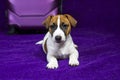 beautiful Jack Russell terrier puppy lies on a purple background near a travel suitcase Royalty Free Stock Photo