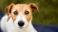 Jack russell terrier listening, looking, dog face banner or background