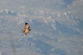 Beautiful jackal buzzard bird flying high on a sunny day Royalty Free Stock Photo