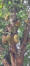 Beautiful jackfruit featured on a jackfruit tree Royalty Free Stock Photo