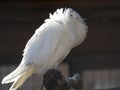 Beautiful Jacobean pigeon