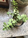 A beutiful jade plant Royalty Free Stock Photo
