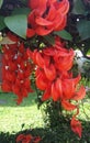 the beautiful jade vine flowers or in the foot area