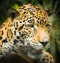 Jaguar Cat Growling Royalty Free Stock Photo