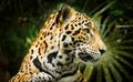 Jaguar Cat Profile