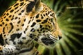 Jaguar Cat Profile