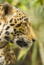 Jaguar Cat Profile