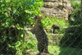 Beautiful jaguar in Florida zoo