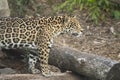 Beautiful jaguar portrait, feline, wildlife