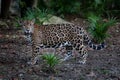 A beautiful jaguar that lives in Yucatan