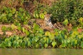 Beautiful jaguar in nature, looking at the camera