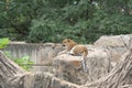 Beautiful Jaguar sunning himself