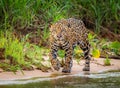 Beautiful jaguar walks along river`s edge