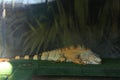 Beautiful Jamaican iguana inside of terrarium in zoo Royalty Free Stock Photo