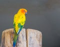 Beautiful jandaya parrot from the back, showing its colorful feathers and looking at the camera Royalty Free Stock Photo