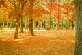 Beautiful Japan autumn leaves in Meiji Jingu Gaien Park of Tokyo