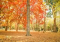 Beautiful Japan autumn leaves in Meiji Jingu Gaien Park of Tokyo