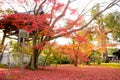 Ã Â¸ÂºBeautiful Japan maple leaves Momiji autumn colorful maple garden at at the park at Eikando shrine in Kyoto, Japan Royalty Free Stock Photo