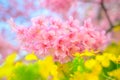 Beautiful Japan Sakura flower