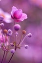 Japanese anemone pink flower